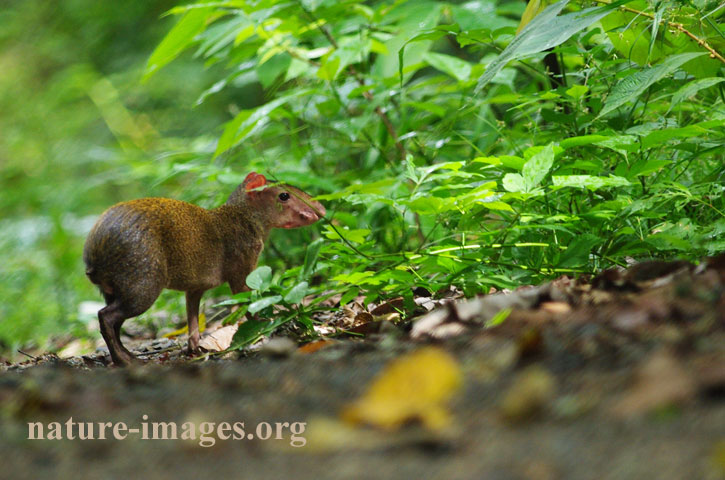 Central American agouti Panama