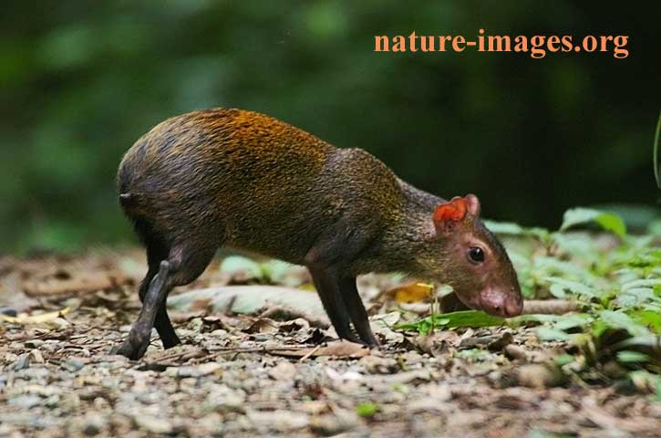 Agouti Photo Central America