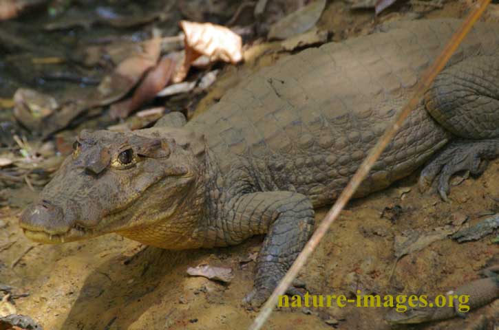 Spectacled caiman