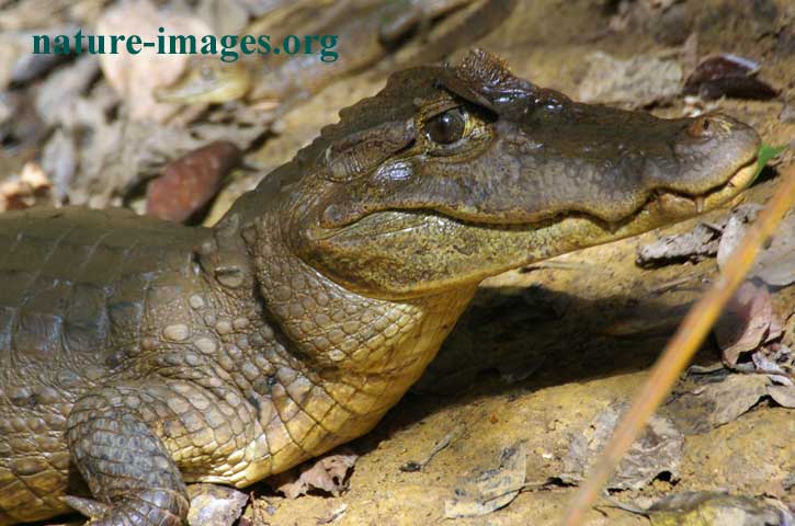 Spectacled caiman