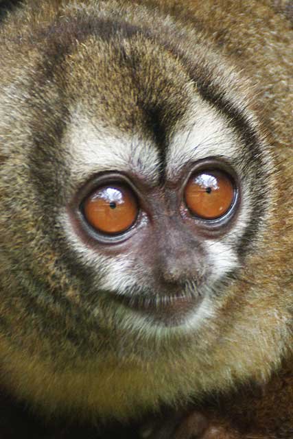 Panamanian night monkey – Nature-images.org