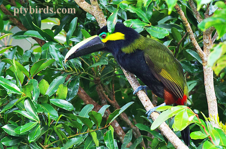 Yellow Eared Toucanet Panama – Nature-images.org