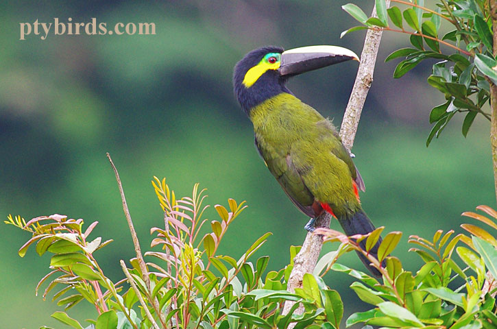 Yellow Eared Toucanet – Nature-images.org