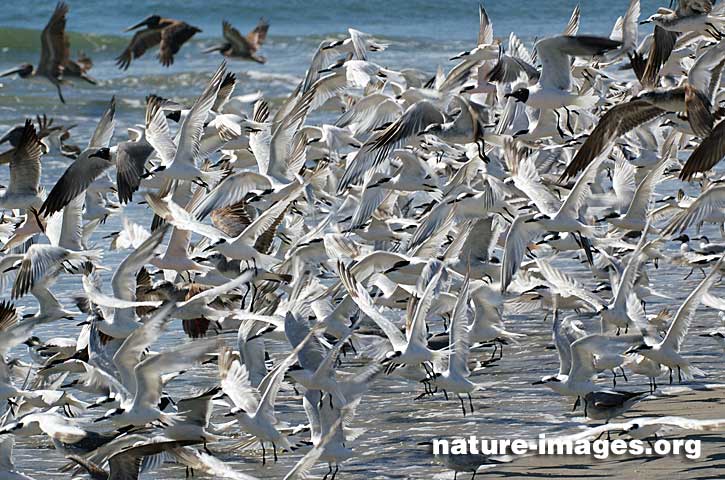 Flocking behavior is the behavior exhibited when a group of birds, called a flock, are foraging or in flight.