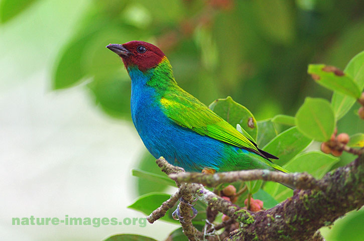 Bay Headed Tanager