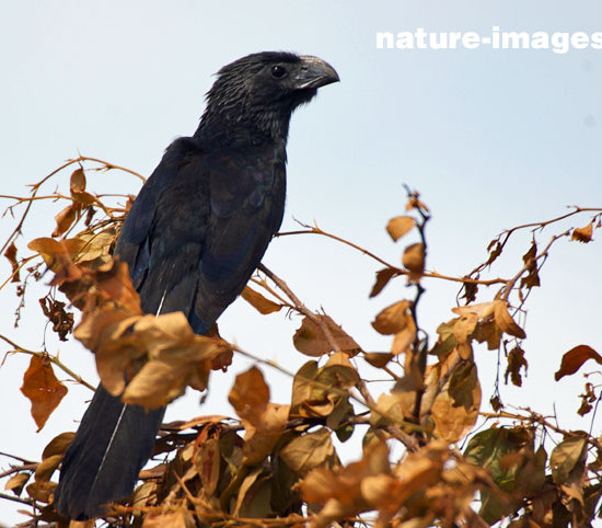 groove-billed ani (Crotophaga sulcirostris) 