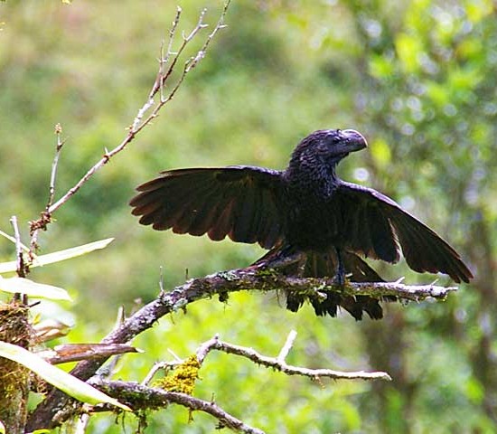 smooth-billed ani (Crotophaga ani)