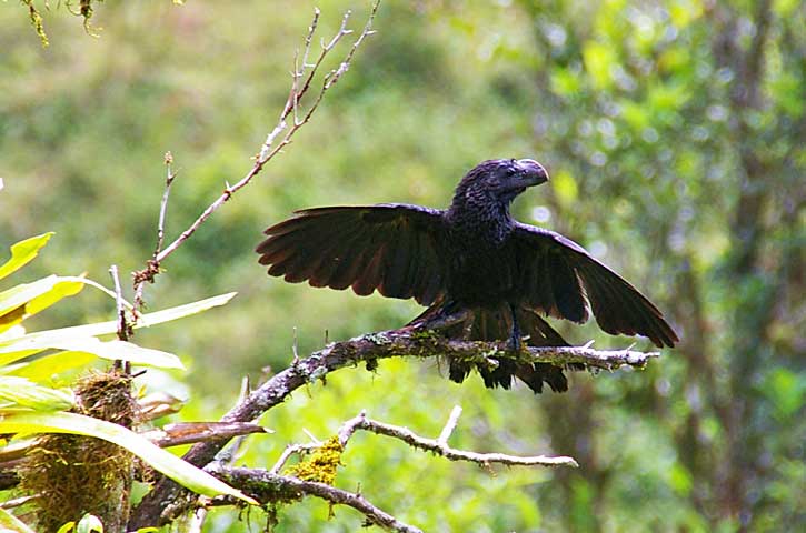 smooth-billed ani (Crotophaga ani)