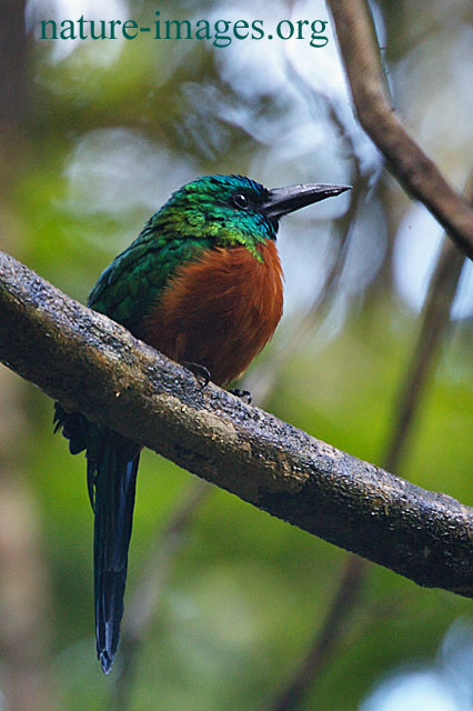 Great Jacamar Photo taken in Panama