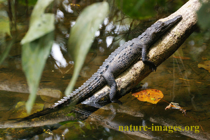 American Crocodile