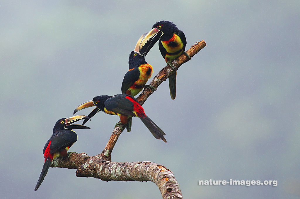 family of collared aracaris feeding time