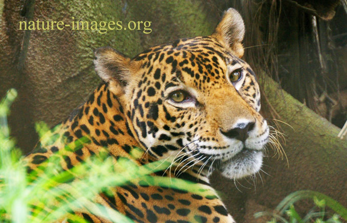 Jaguar - Panthera onca