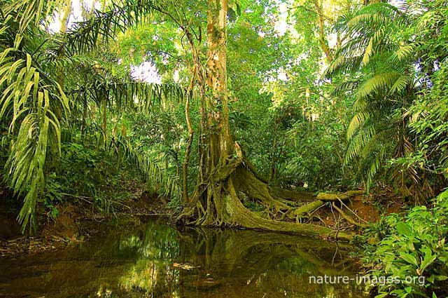 jungle scenery charco hike