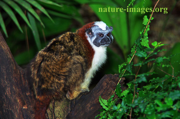 Geoffroy's tamarin Panama