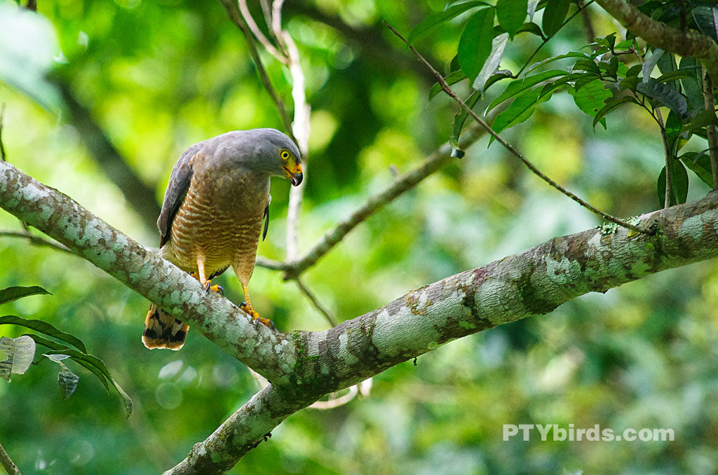 Roadside Hawk (Rupornis magnirostris)