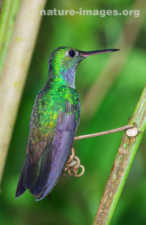 Blue chested hummingbird – Nature-images.org