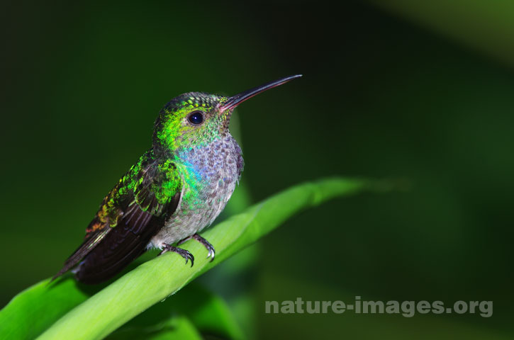 Blue chested hummingbird