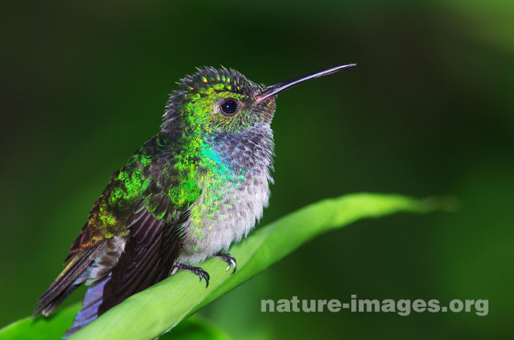 Blue chested hummingbird – Nature-images.org