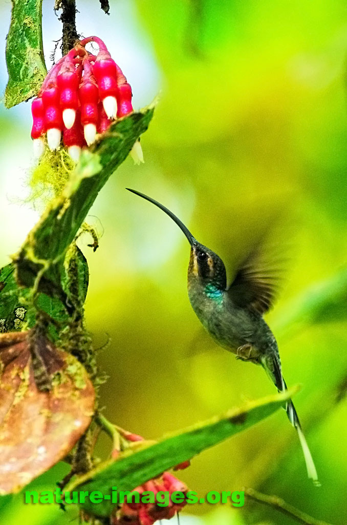 Green Hermit hummingbird image taken in Panama