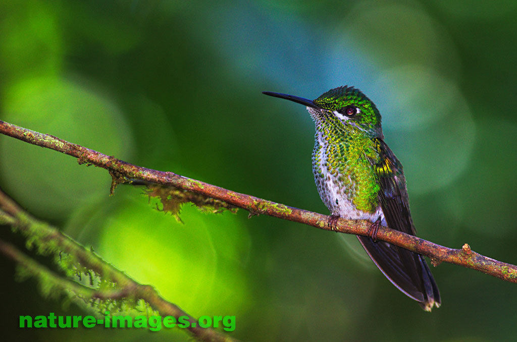 Hummingbird image taken in the rainforest of Panama