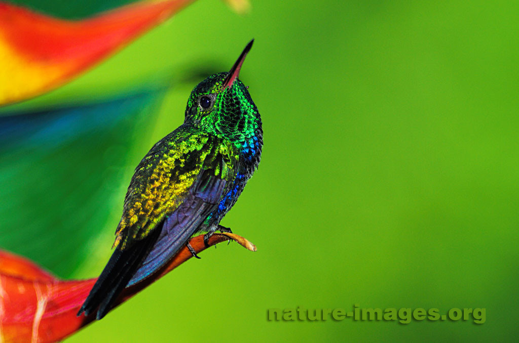 Violet Bellied Hummingbird