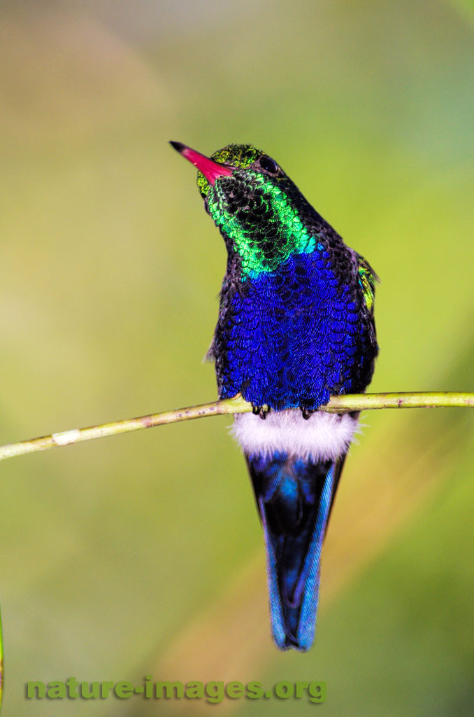 Violet Bellied Hummingbird