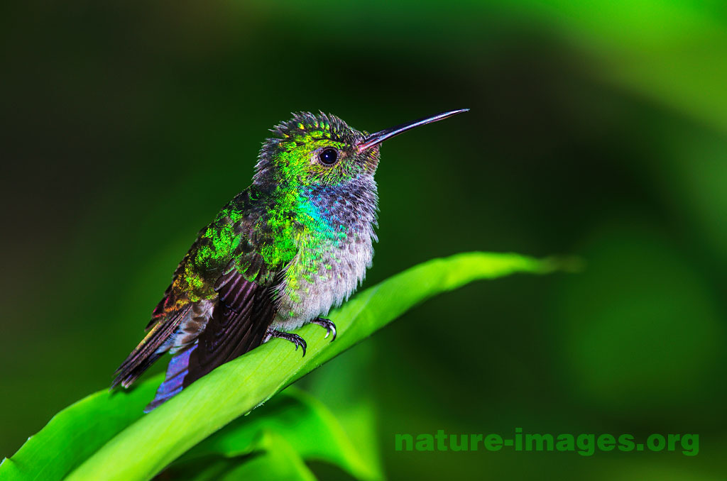 Young Blue Chested Hummingbird – Nature-images.org