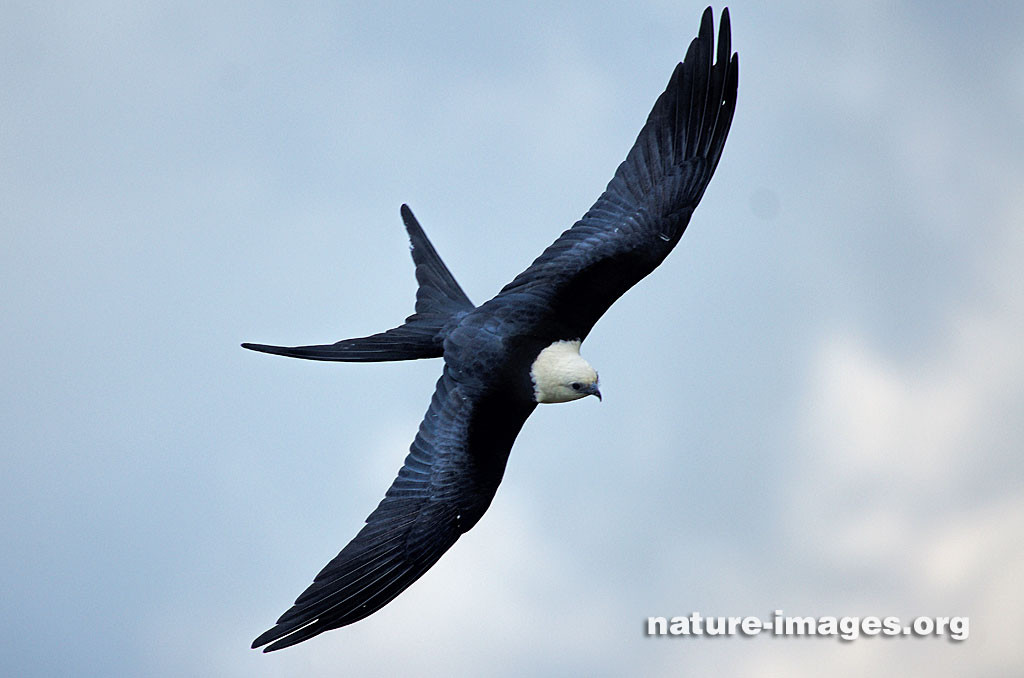 Swallow Tailed Kite