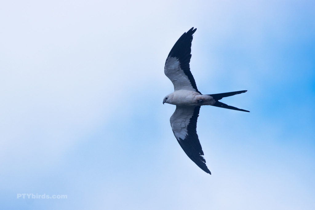 Swallow Tailed Kite