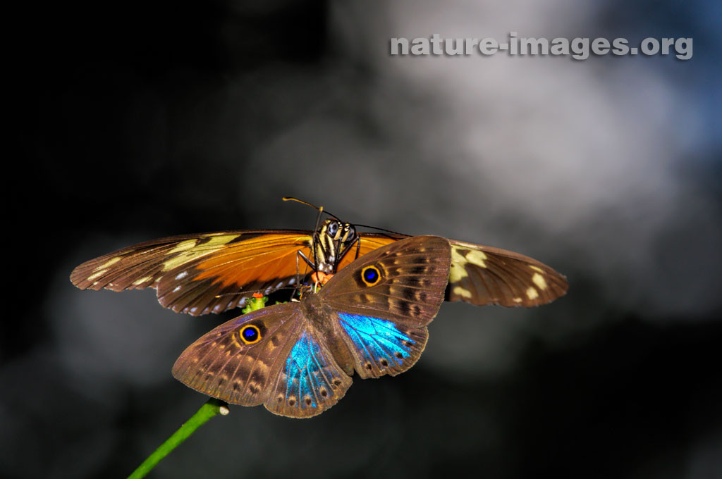 Eurybia Butterfly and a Heliconius Butterfly