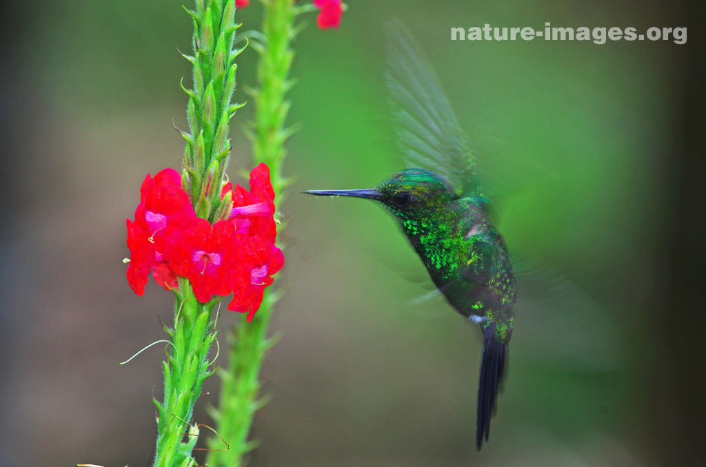 Hummingbird approaching Pink Verbena Flower