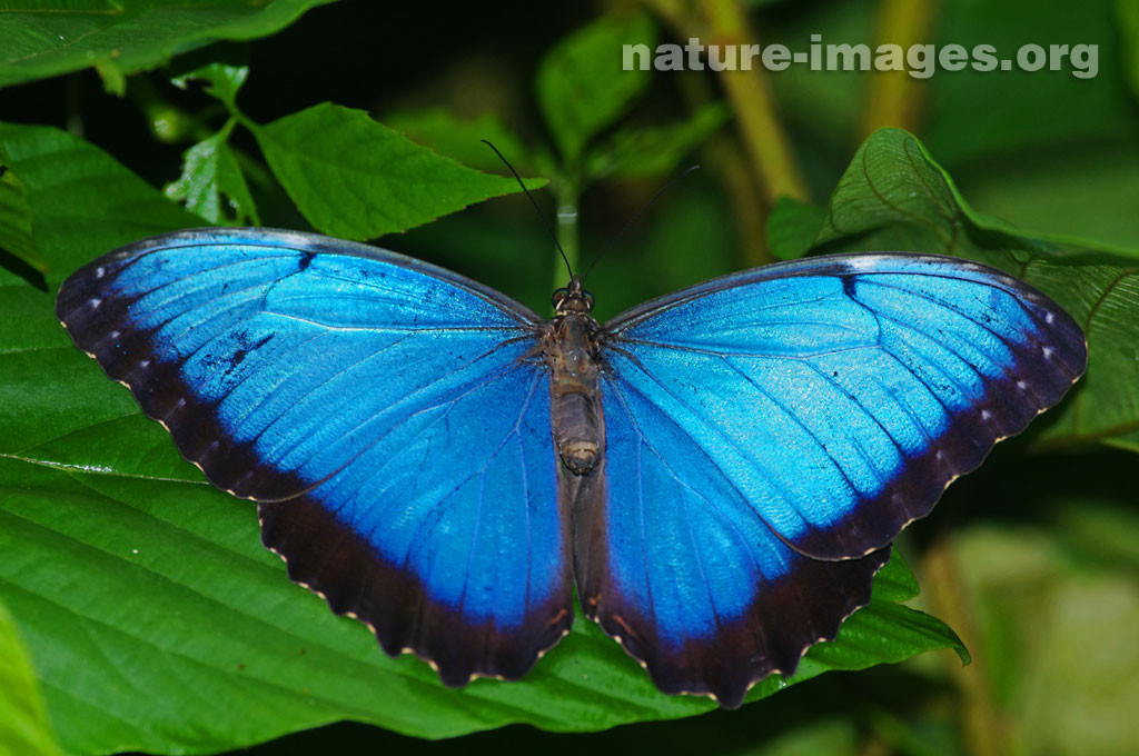 Peleides Blue Morpho