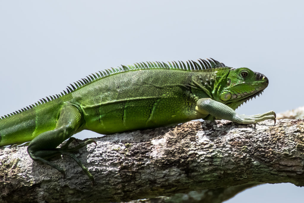 Green Iguana