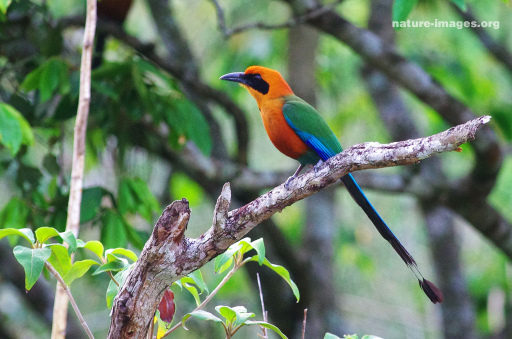 Rufous Motmot