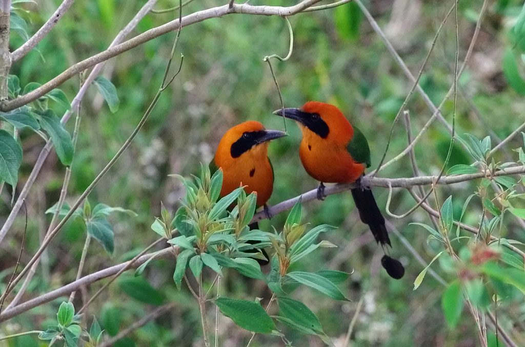 Rufous Motmot