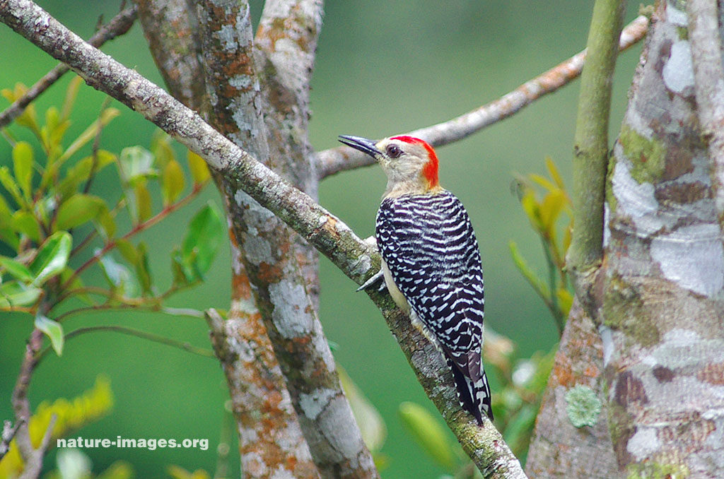 Red crowned Woodpecker