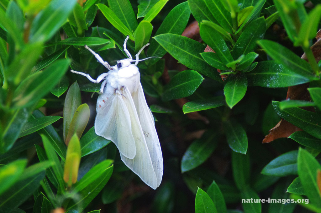 Big White Moth Nature And Wildlife Image Collection   White Moth 