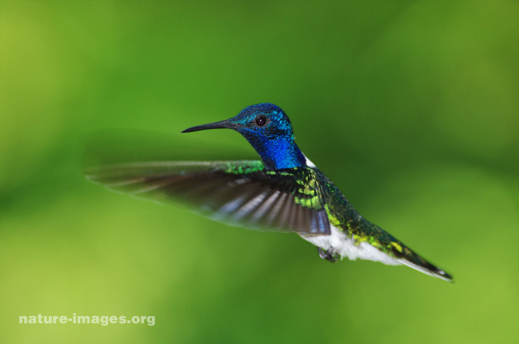 White Necked Jacobin Hummingbird