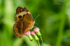 Common Buckeye Butterfly