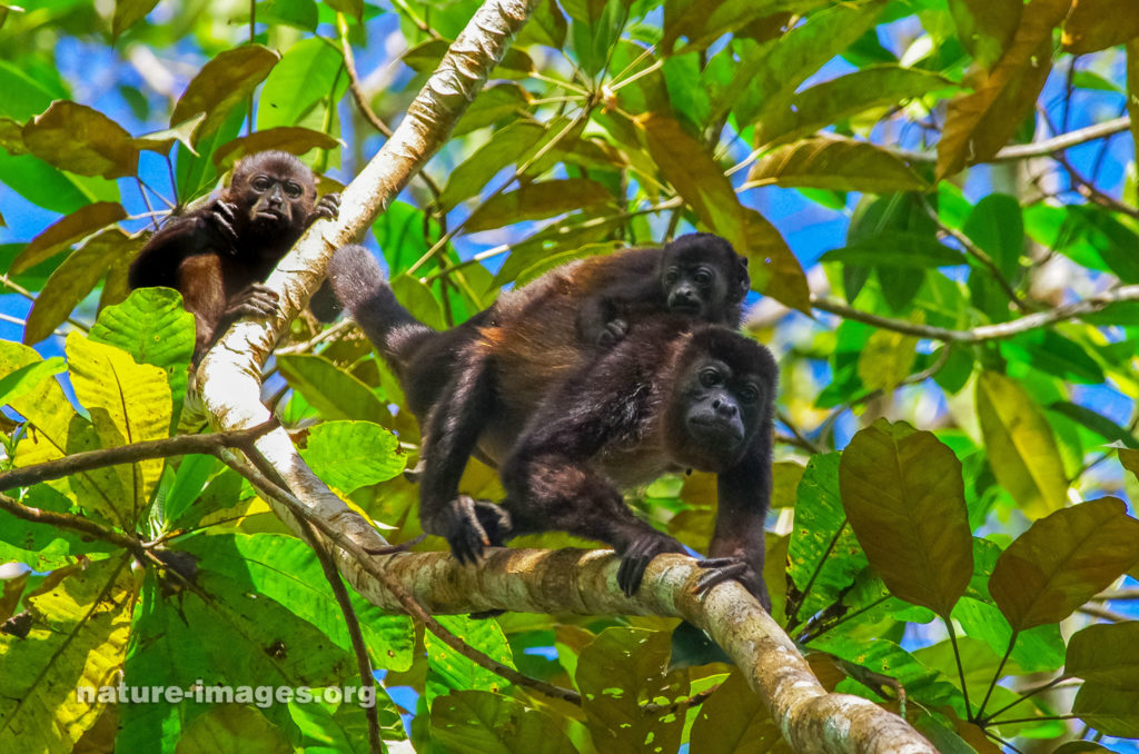 Mantled howler monkey (Alouatta palliata)