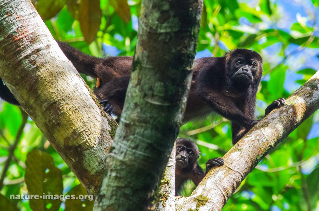 Mantled howler monkey (Alouatta palliata)