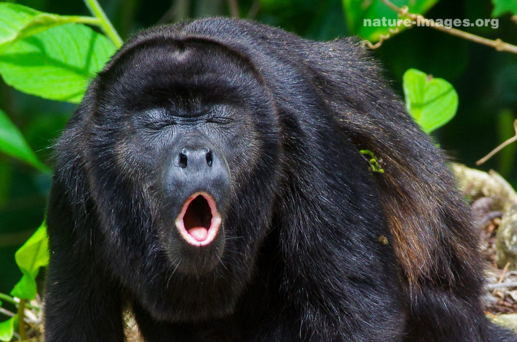 Mantled howler monkey (Alouatta palliata)