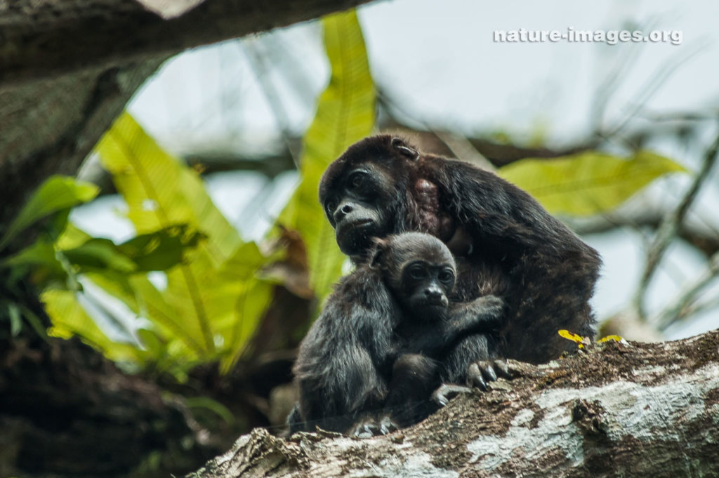 Mantled howler monkey (Alouatta palliata)