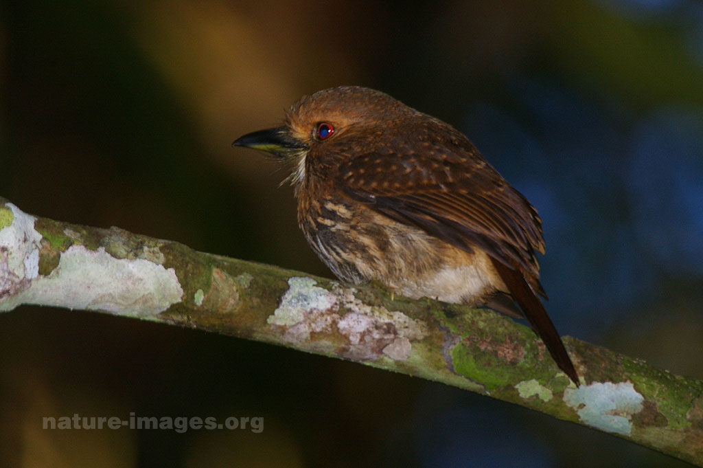 White-whiskered puffbird