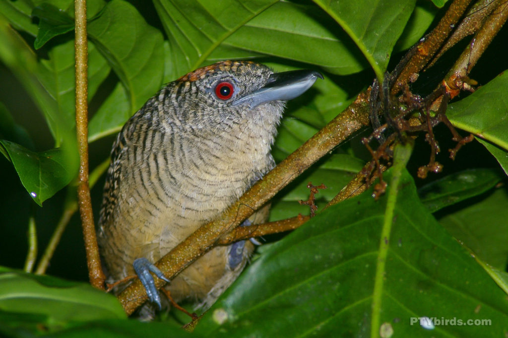 Fasciated Anstshrike