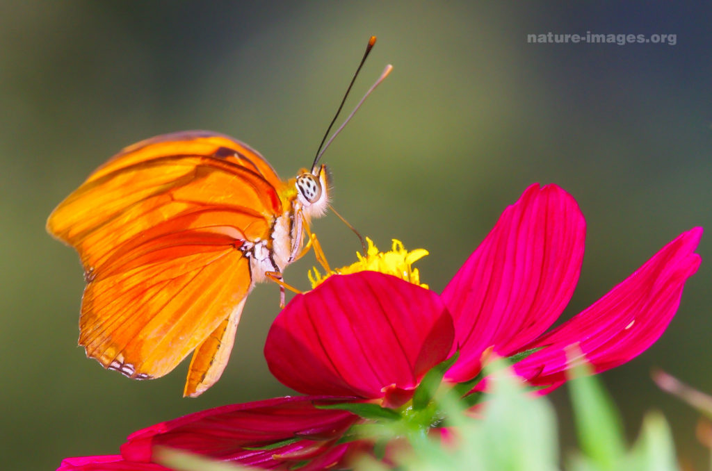 Butterfly Images from Panama