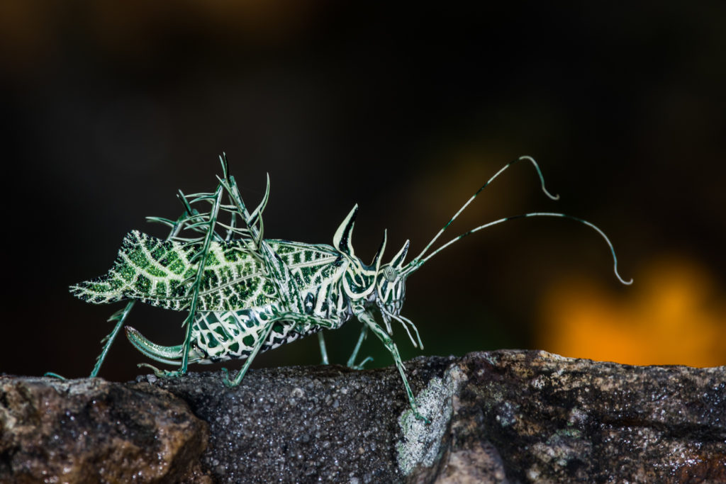 Markia Hystrix