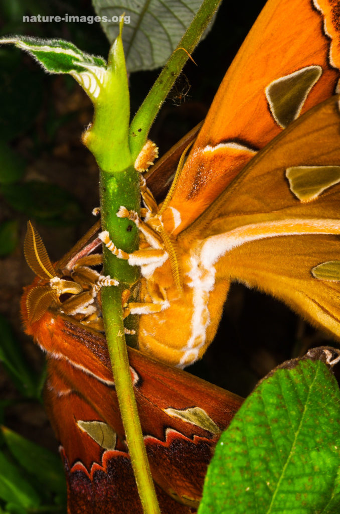 Orizaba Silkmoth (Rothschildia orizaba)