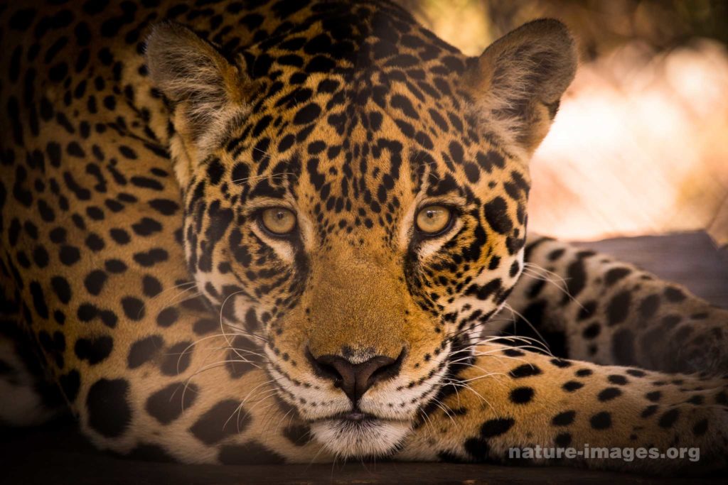 Jaguar (Panthera onca)