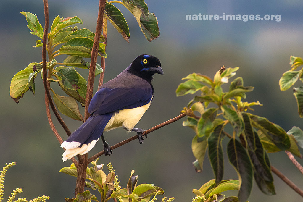 Black Chested Jay